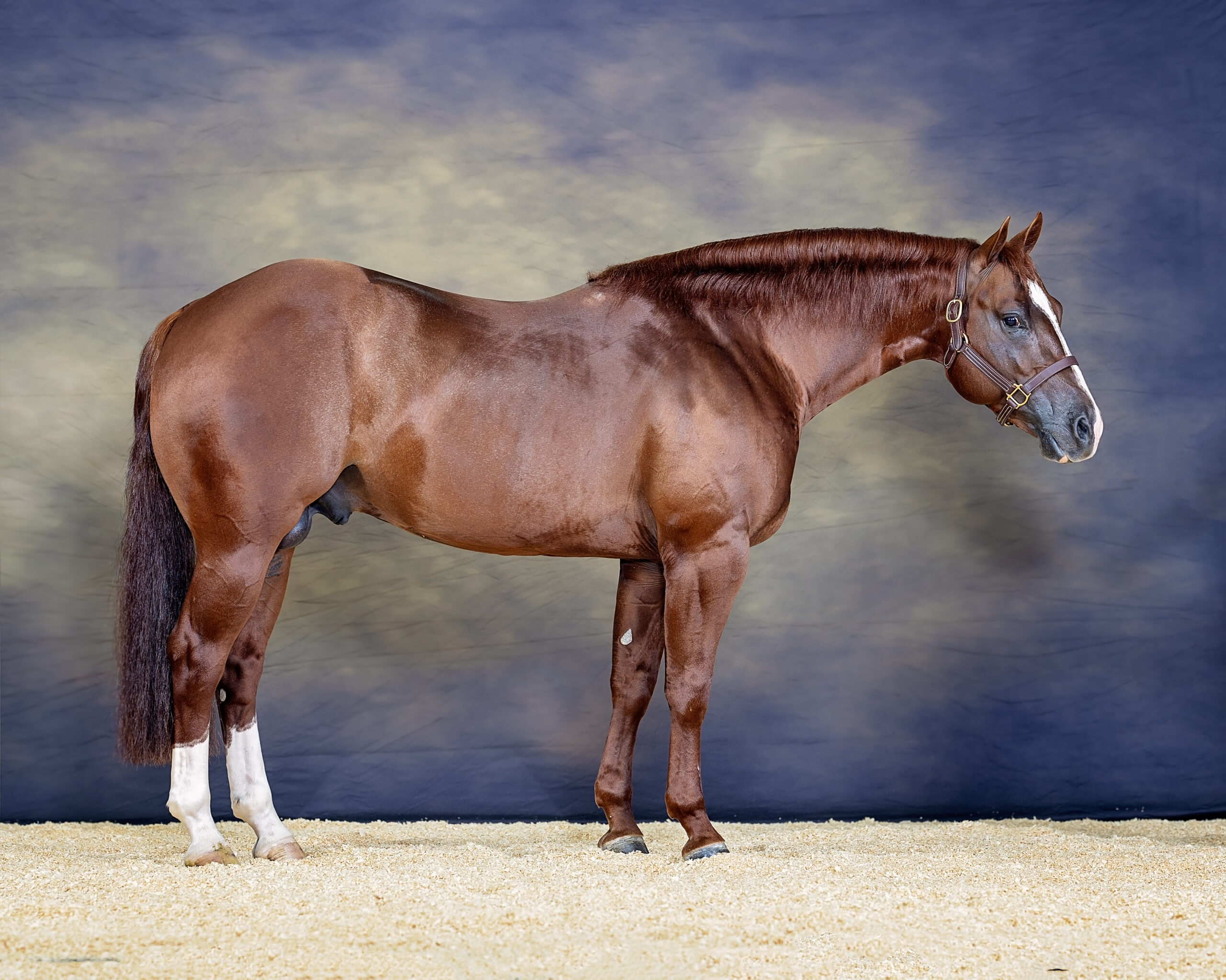 Sorrel horse standing in profile against a neutral backdrop, equine sale photography